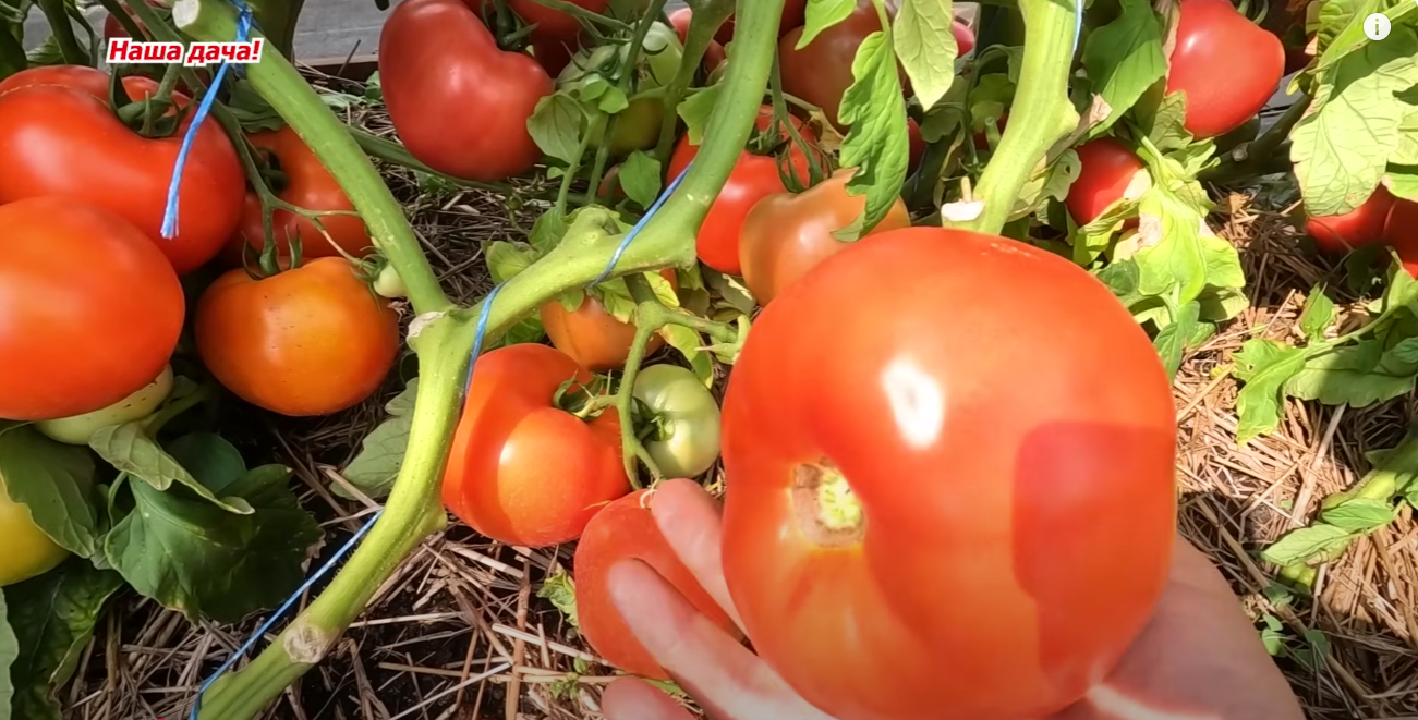 Городникам назвали найкращі сорти низькорослих томатів