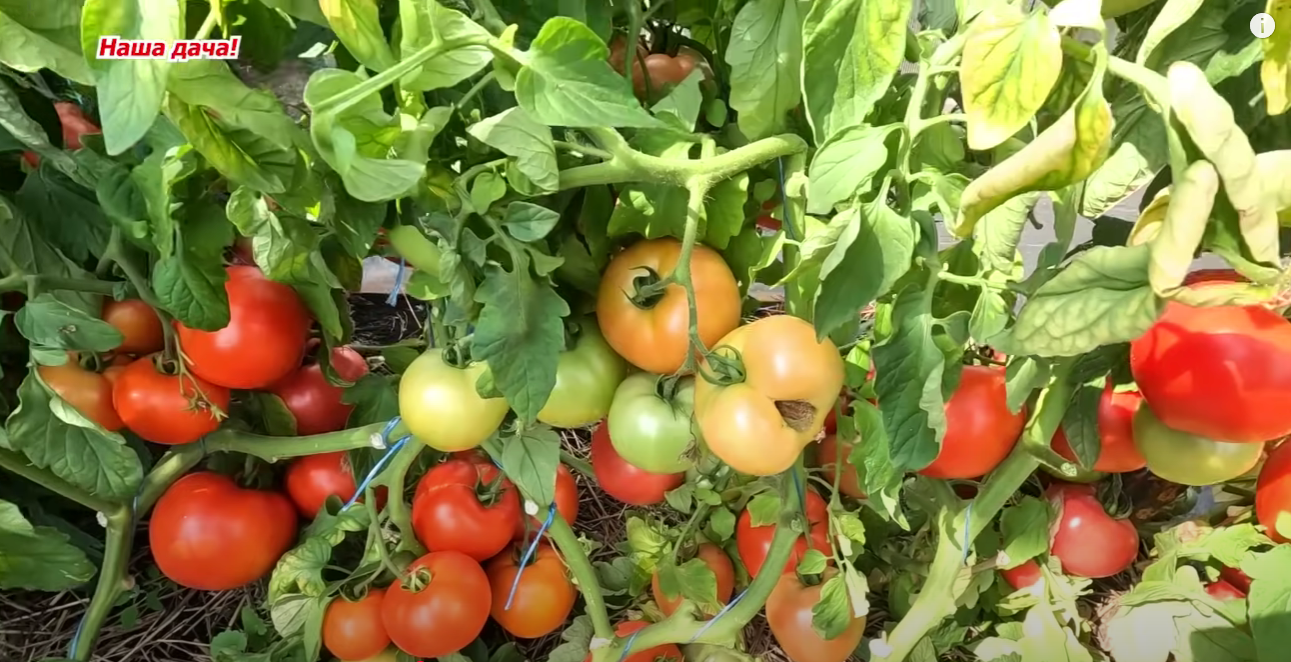 Городникам назвали найкращі сорти низькорослих томатів