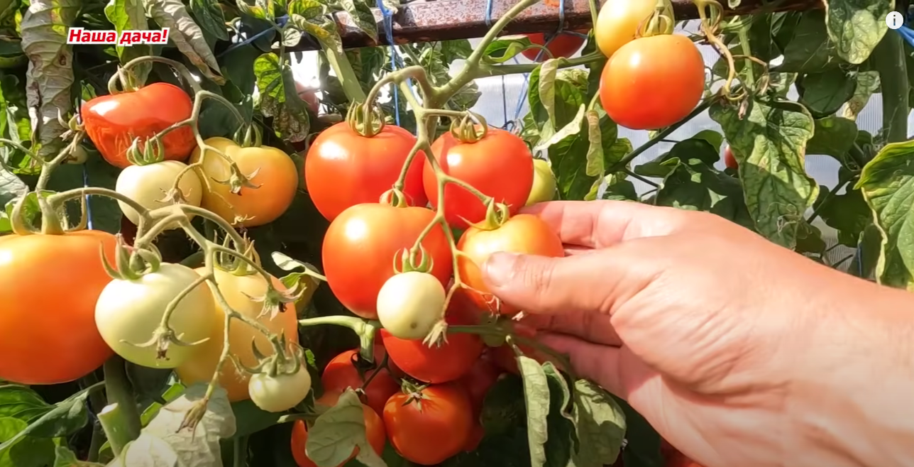 Городникам назвали найкращі сорти низькорослих томатів
