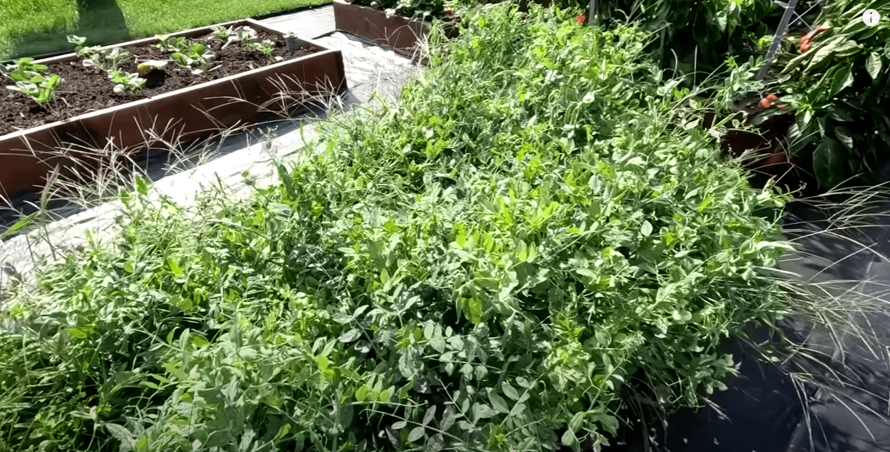 Городники назвали найшвидший спосіб відновлення родючості ґрунту