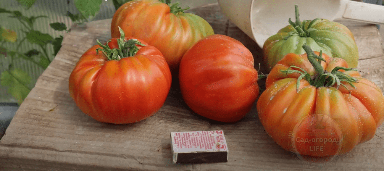 Городники назвали найкращий сорт томатів для їжі