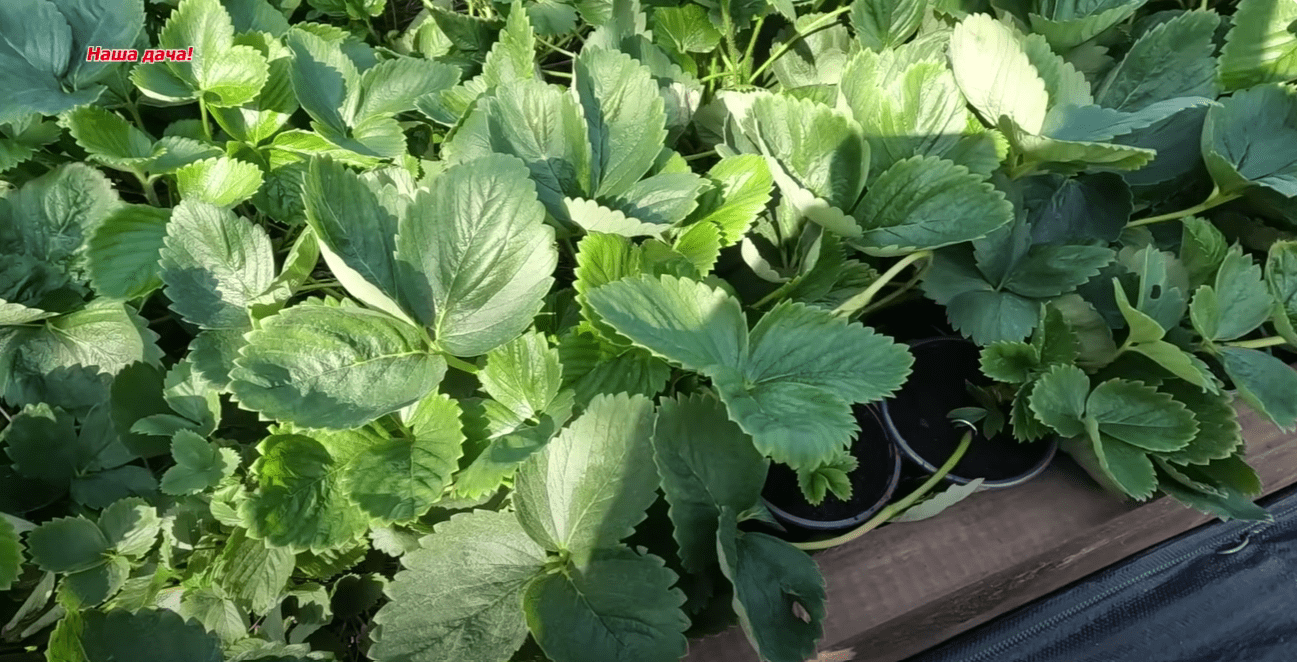 Агроном розкрив рецепт підживлення для полуниці у жовтні