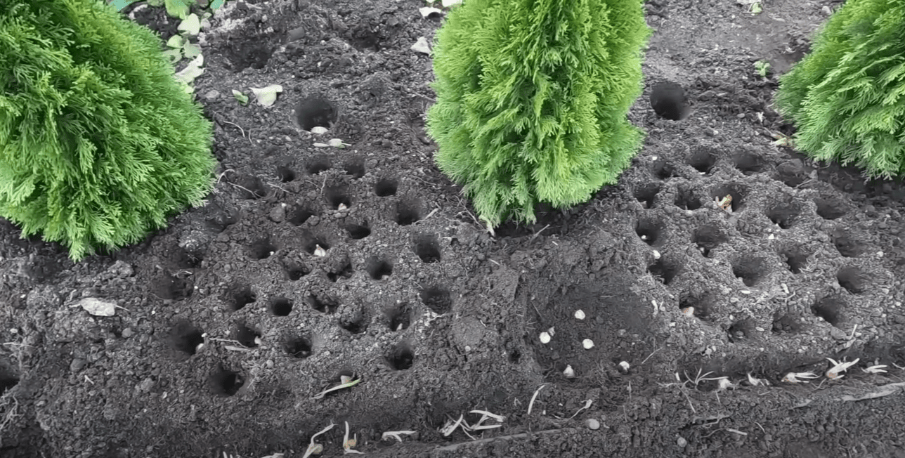 Як садити тюльпани по-голландськи