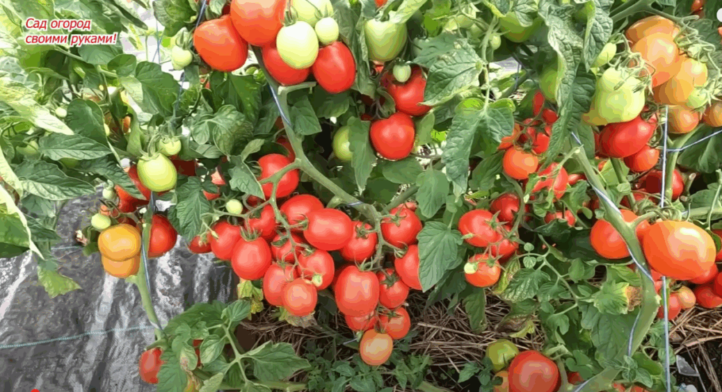 Збираю з грядки по 17 кілограмів з квадратного метра: в Шабо сію тільки ці помідори 