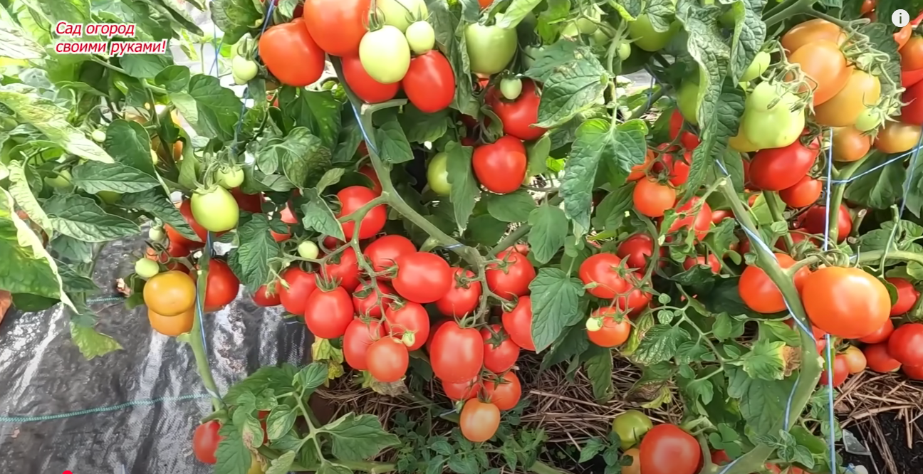 Експерт розповів, які томати підходять для вирощування новачкам
