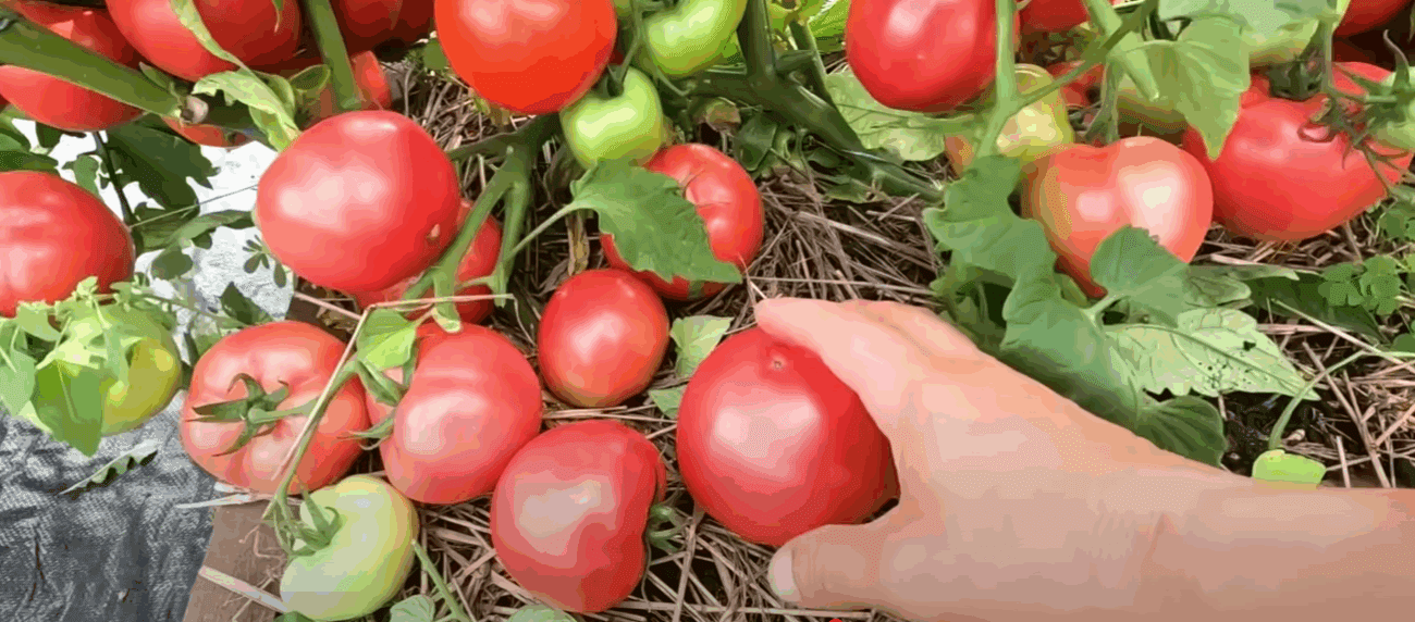 Городники назвали томати, які зовсім не вразили своїм смаком