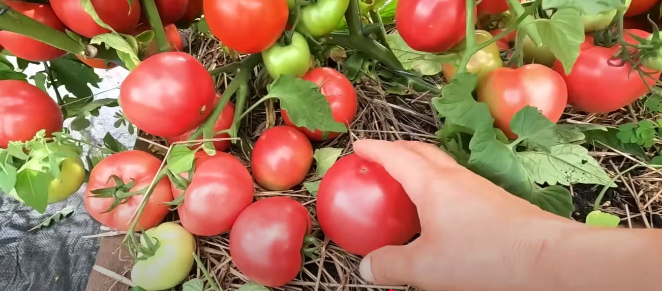 Садівники назвали найкращі сорти томатів 2025