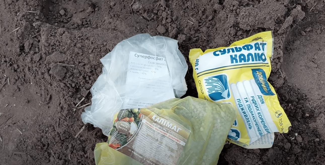 Городники дали поради, як підготувати грядку під озимий часник для кращого врожаю