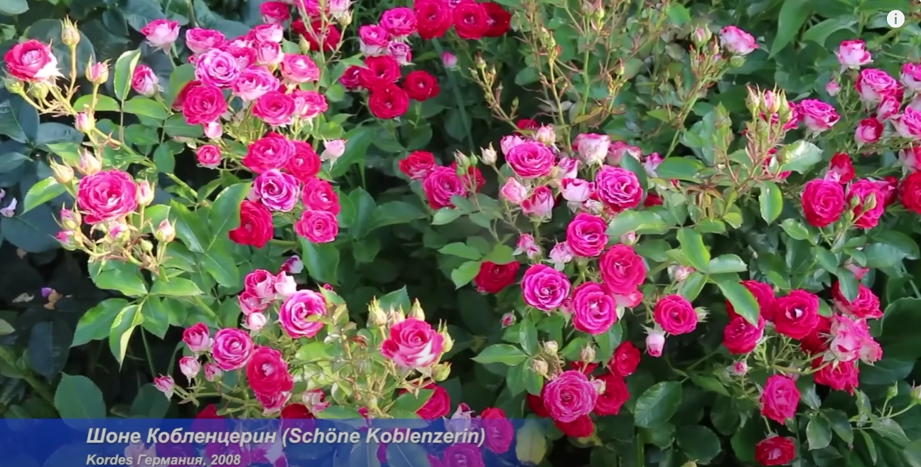 Садівники назвали найкращі сорти троянд з усіх часів: вищий знак якості