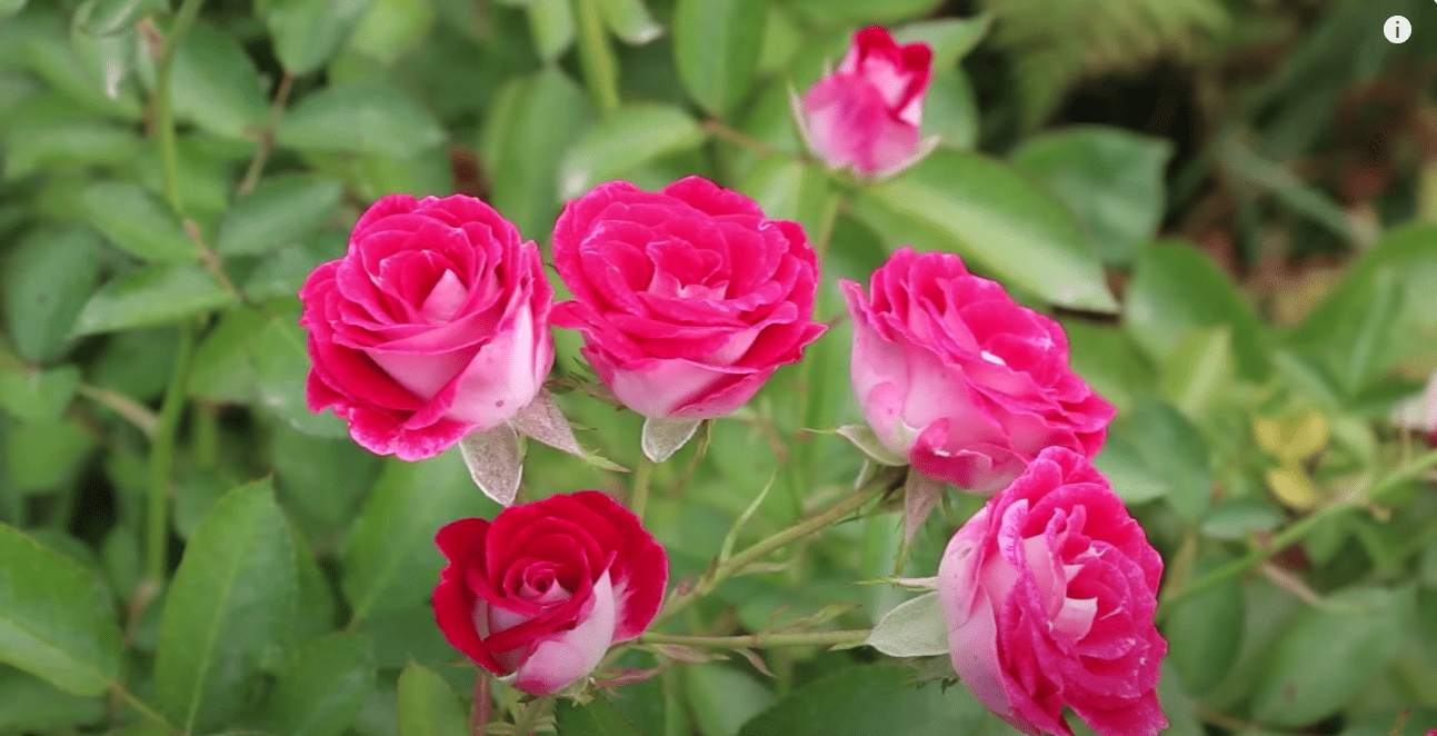 Садівники назвали найкращі сорти троянд з усіх часів: вищий знак якості