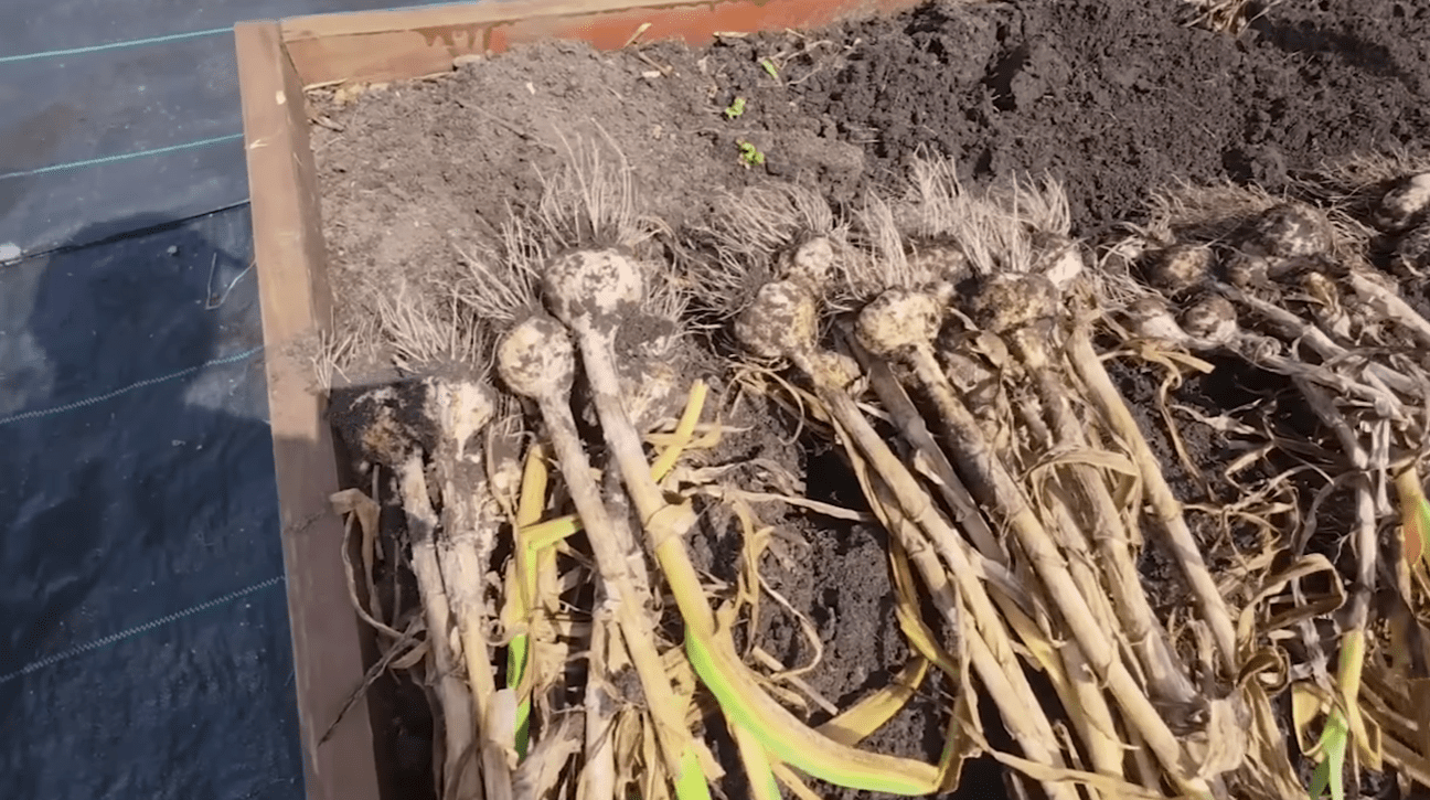 Городники розповіли, як правильно підготувати грядку для часнику