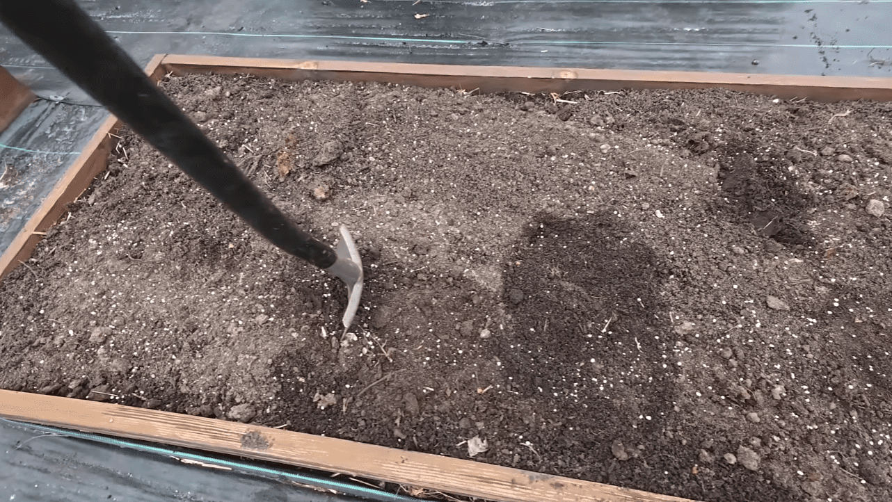 Городники розповіли, як правильно підготувати грядку для часнику