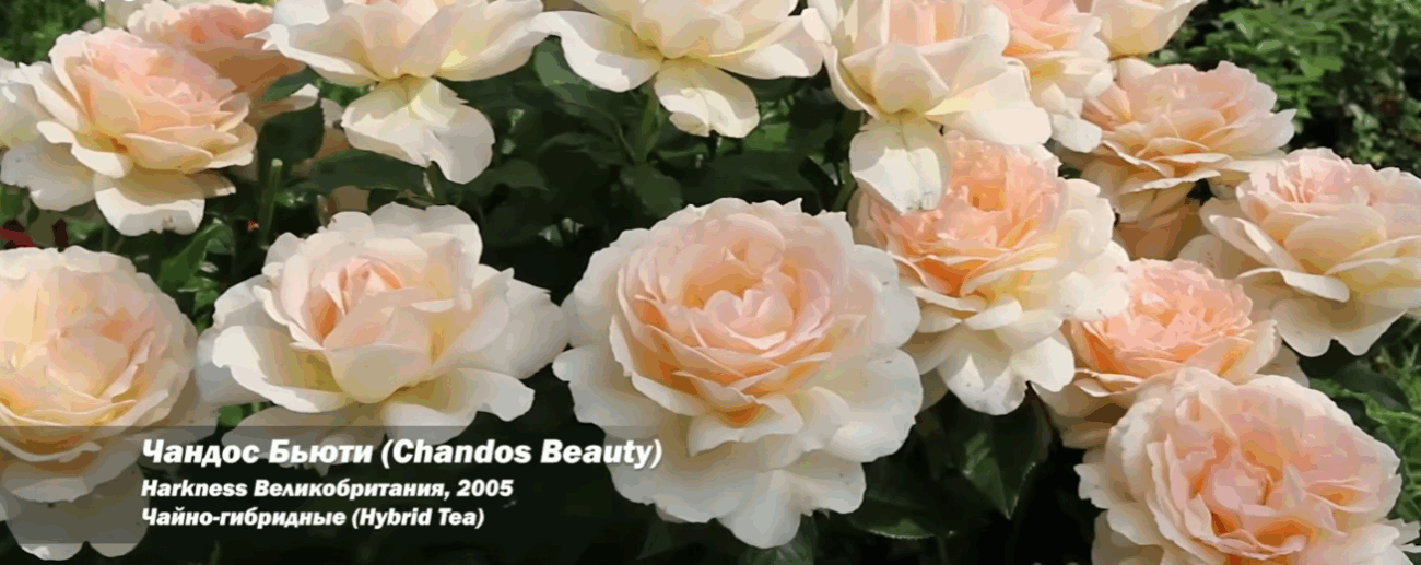 Садівники назвали сорт троянди №1 в Україні