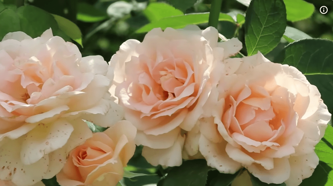 Садівники назвали спосіб врятувати троянди від морозу 