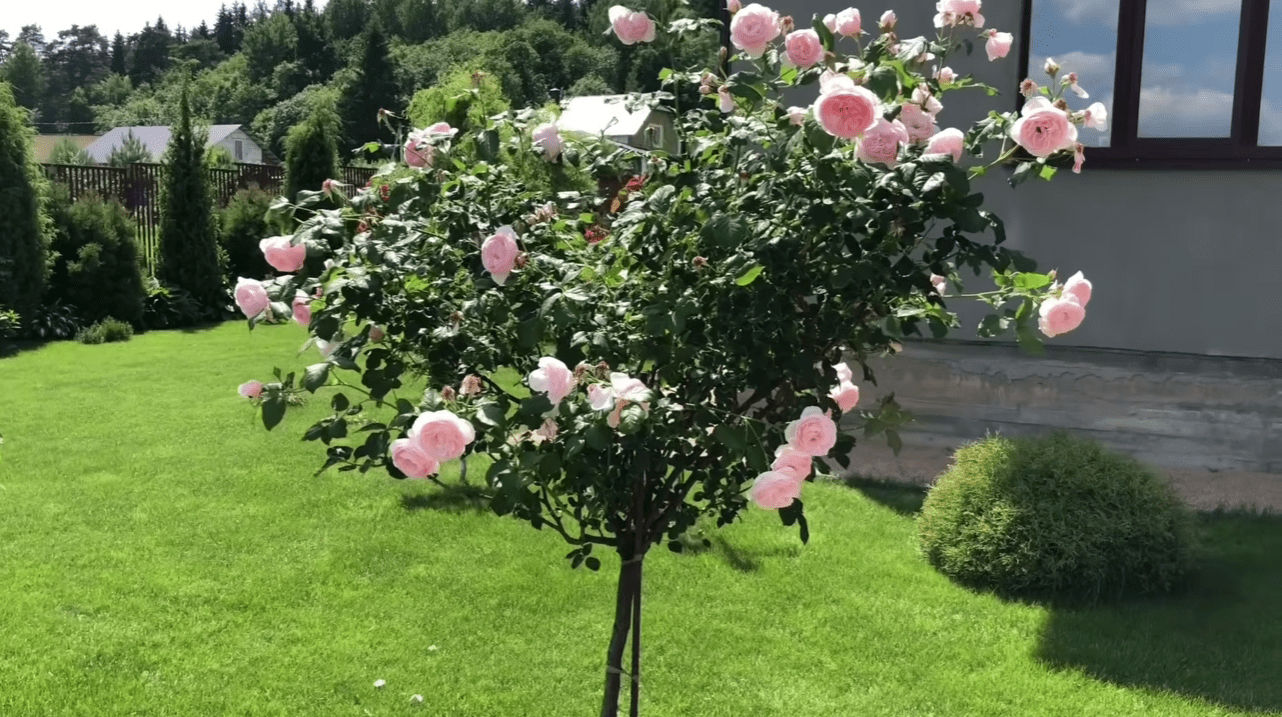 Садівники назвали найневдаліші сорти троянд, які їх розчарували