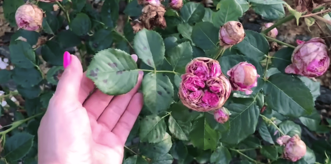 Садівники назвали найневдаліші сорти троянд, які їх розчарували