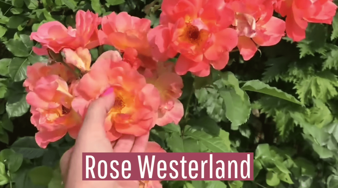 Садівники назвали найневдаліші сорти троянд, які їх розчарували