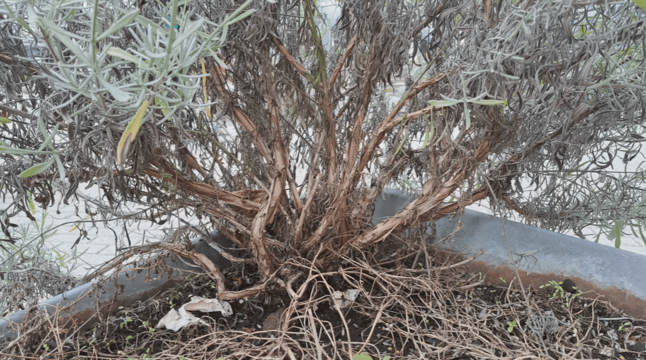 Садівники розповіли, як омолодити стару лаванду та повернути їй пишний вигляд