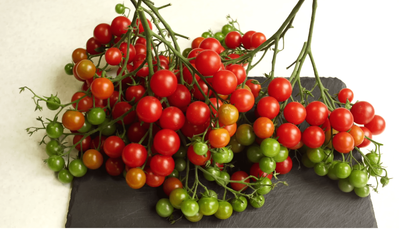 Городники назвали найкращі сорти помідорів у 99% випадках