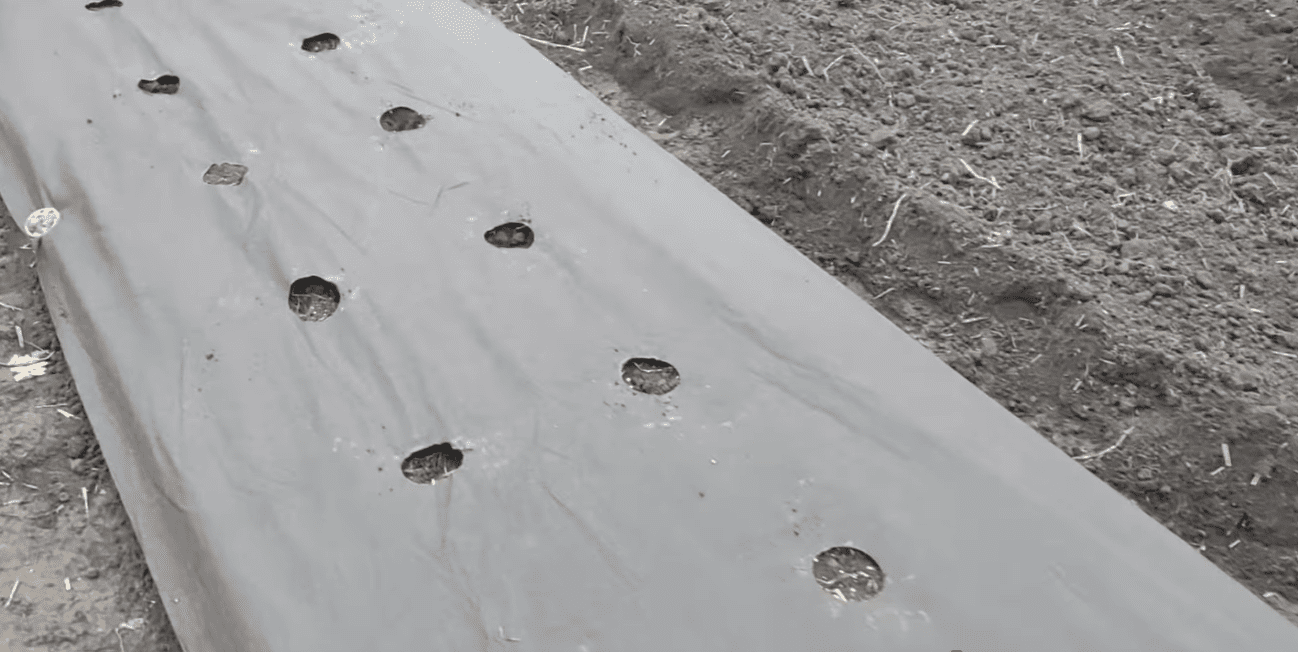 Що зробити, щоб урожай полуниці у 2026 році відрами носити