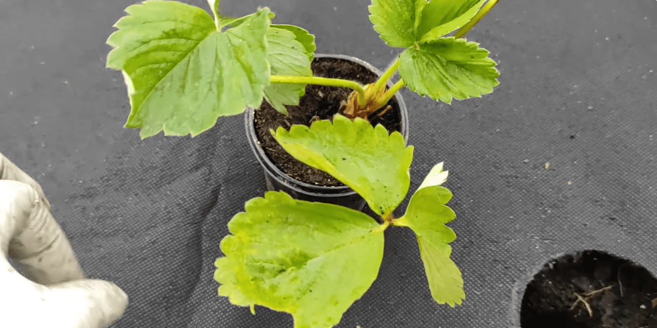 Що зробити, щоб урожай полуниці у 2026 році відрами носити