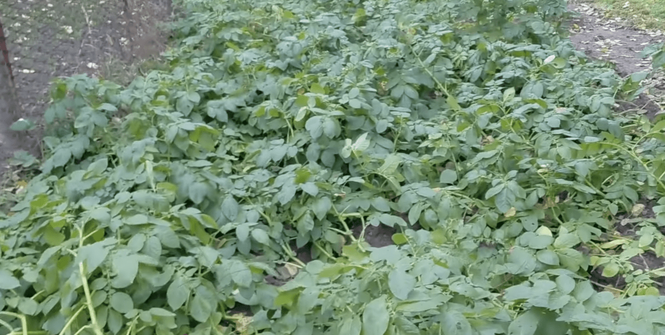 Городниця показала, яку картоплю викопала у жовтні