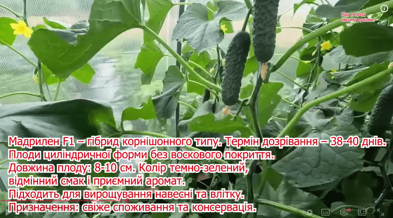 Городники назвали найкращі сорти огірків у 99% випадках