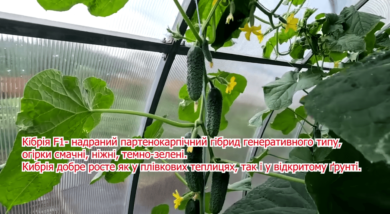 Городники назвали найкращі сорти огірків у 99% випадках