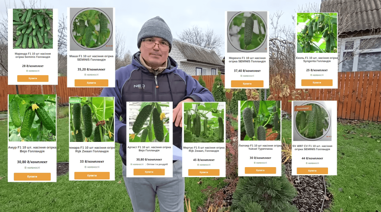 Городники назвали найкращі сорти огірків у 99% випадках