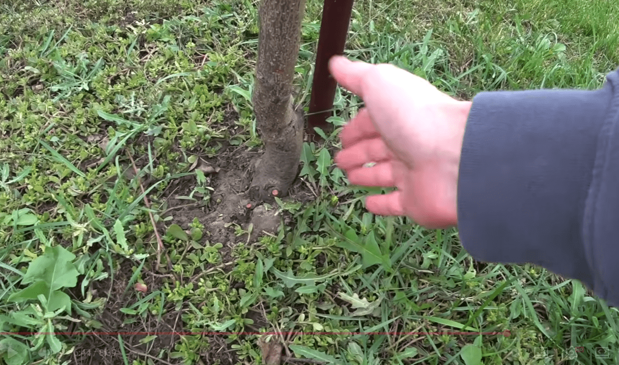 Садівники розповіли, як позбавитися від порослі в саду