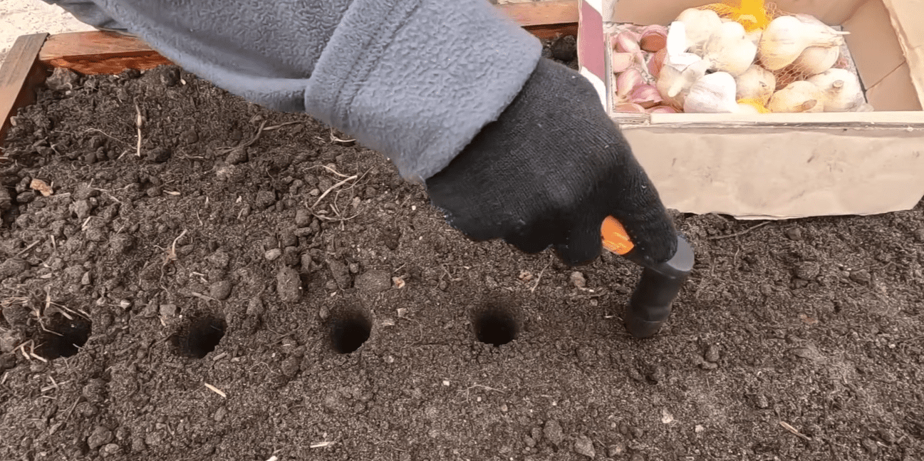 Городник показав, як правильно посадити озимий часник гніздовим методом