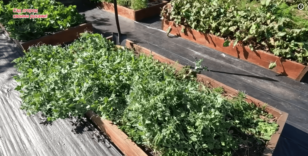 Фермери розповіли, як підвищити родючість ґрунту за 2 місяці