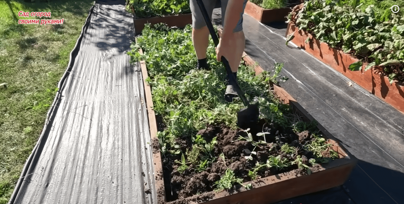 Фермери розповіли, як підвищити родючість ґрунту за 2 місяці