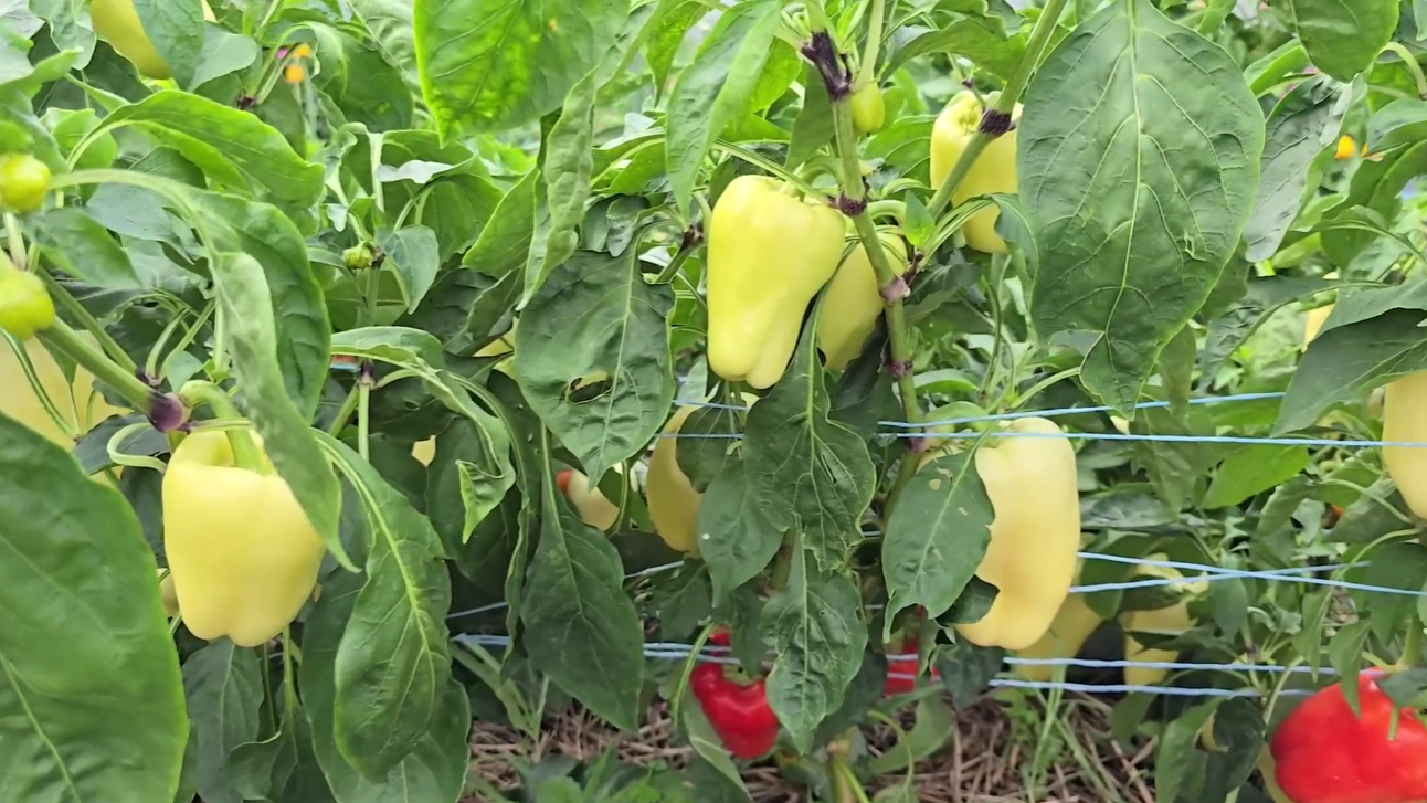 Городники назвали найкращий сорт солодкого перцю в 2025 році