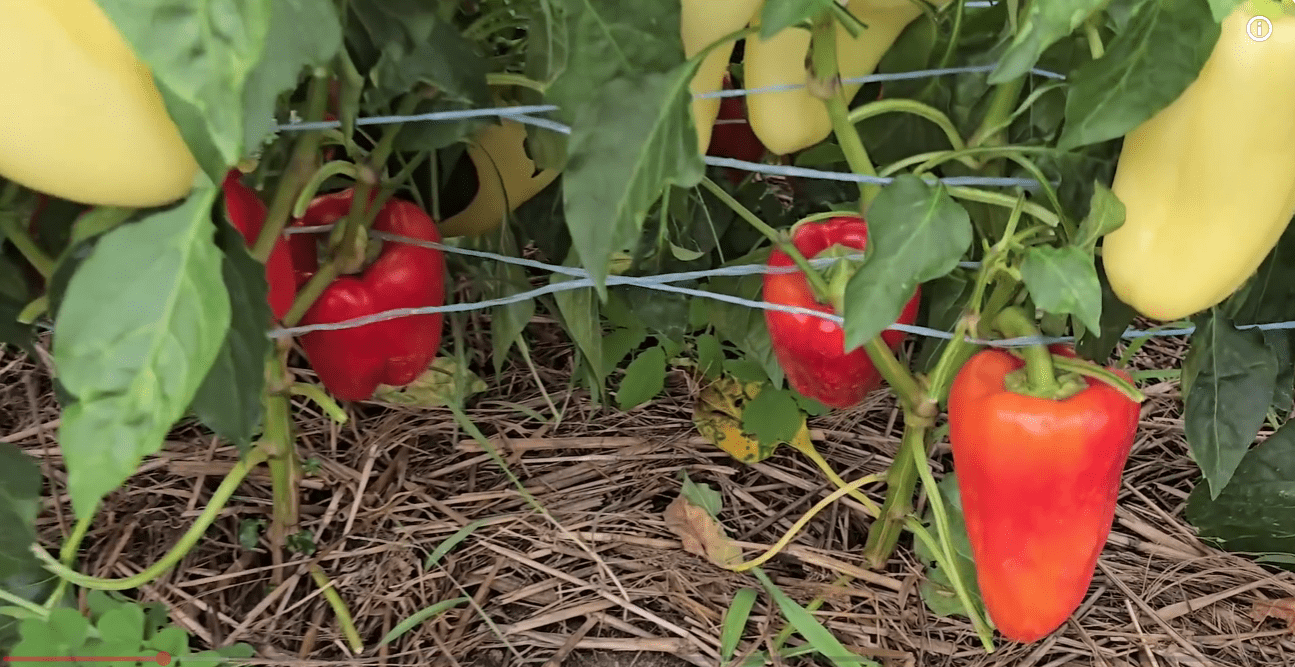 Городники назвали найкращий сорт солодкого перцю в 2025 році