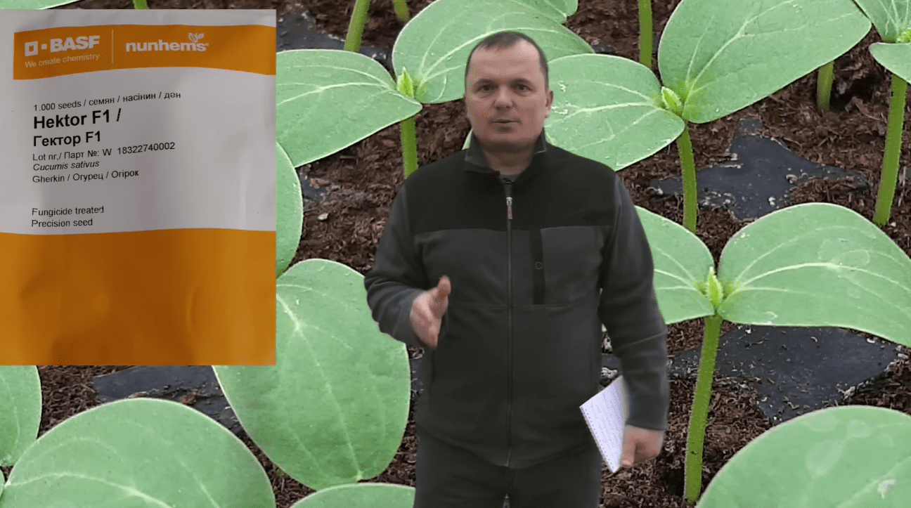 Городники назвали ідеальний огірок для вирощування на дачі у відкритому ґрунті