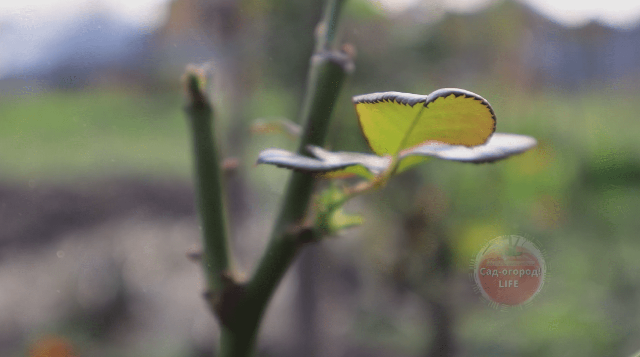 Садівники розповіли, які рослини потрібно обов'язково вкривати на зиму