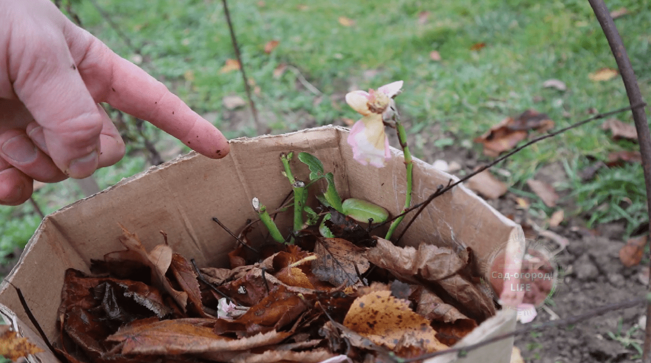 Садівники розповіли, які рослини потрібно обов'язково вкривати на зиму