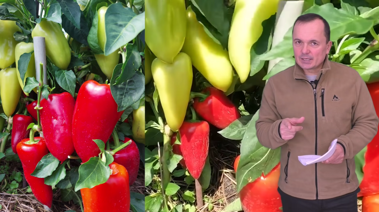 Городники назвали 2 чудові сорти солодкого перцю, які будуть завжди вирощувати