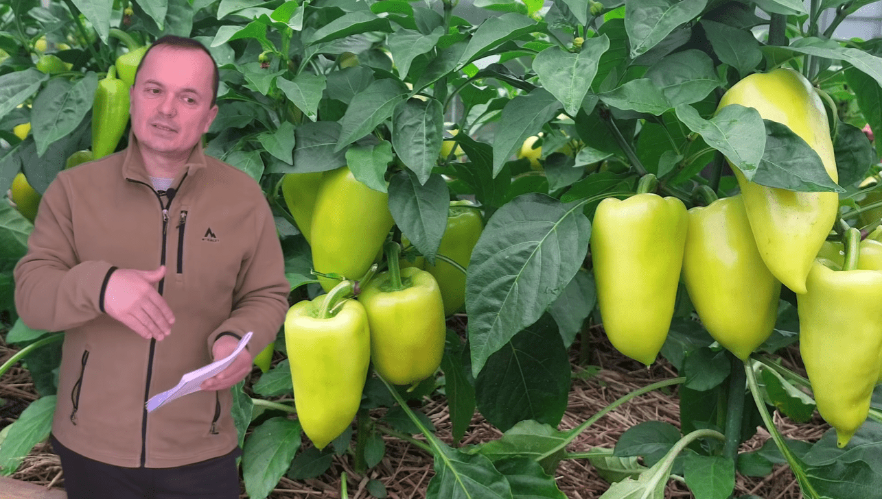 Городники назвали 2 чудові сорти солодкого перцю, які будуть завжди вирощувати