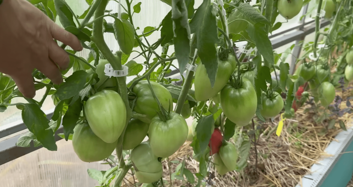 Городники обрали найсмачніші та врожайні томати зі 100 сортів