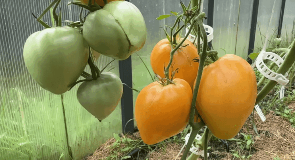 Ці сорти томатів не даремно підкорили Інтернет, а що насправді? Як фрукти – солодкі та яскраві 