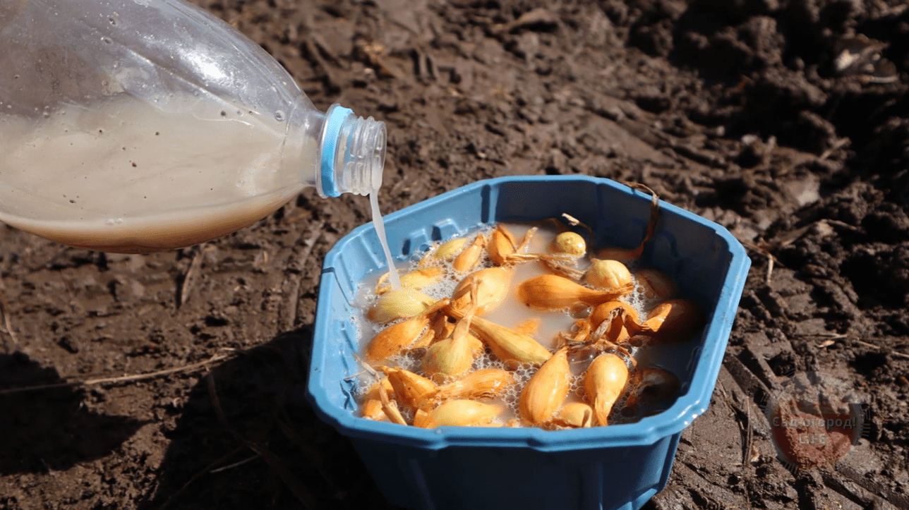 Городники розповіли, що потрібно обов'язково зробити перед посадкою цибулі