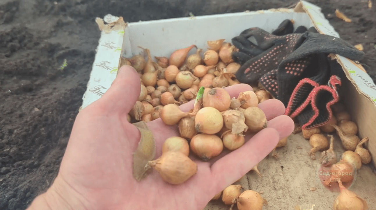 Городники розповіли, що потрібно обов'язково зробити перед посадкою цибулі