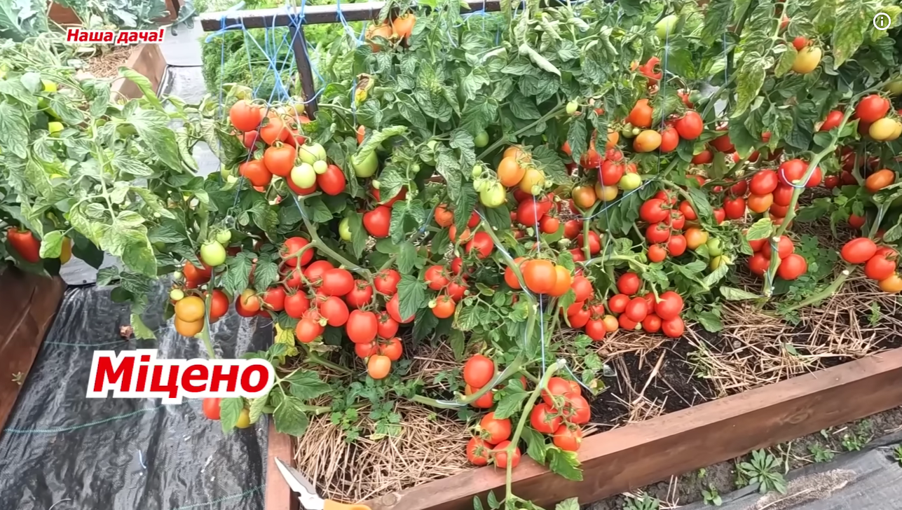 Городники назвали найврожайніші сорти низькорослих помідорів у 2025-2026 році