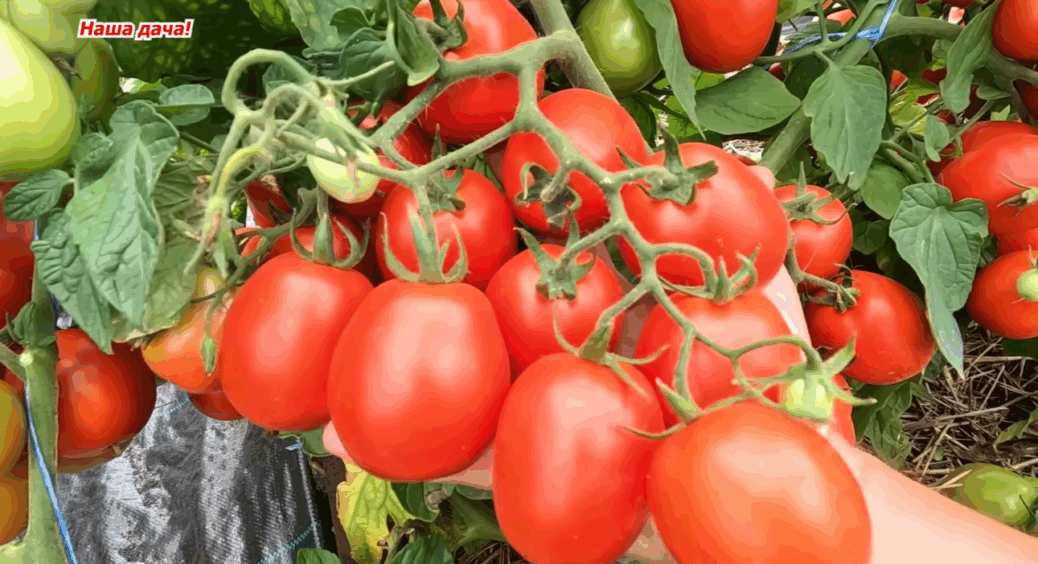 3 сорти томатів, які не підведуть навіть у дощове літо: урожай стабільний та соковитий 