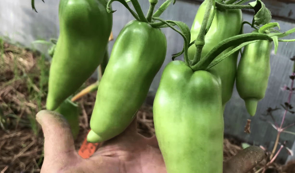 Ці томати не вразили ні врожаєм, ні смаком: дізнайтесь назву сорту