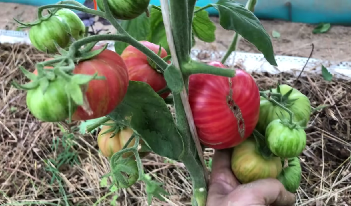 Ці томати не вразили ні врожаєм, ні смаком: дізнайтесь назву сорту