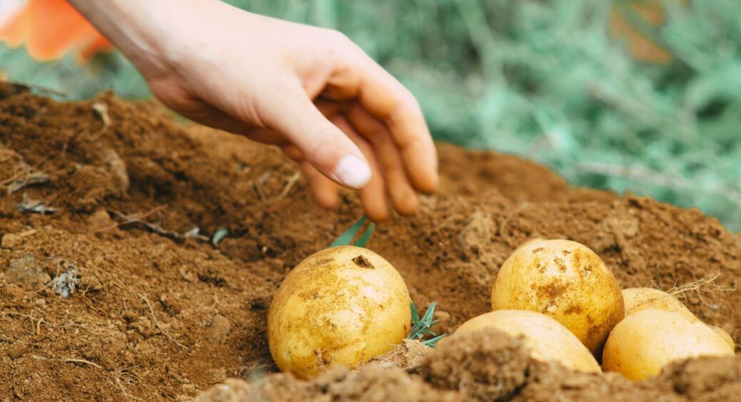 Не “Беллароса” і не “Ред Скарлет”: цей сорт картоплі у 2026 саджатимуть фермери по всій Україні 