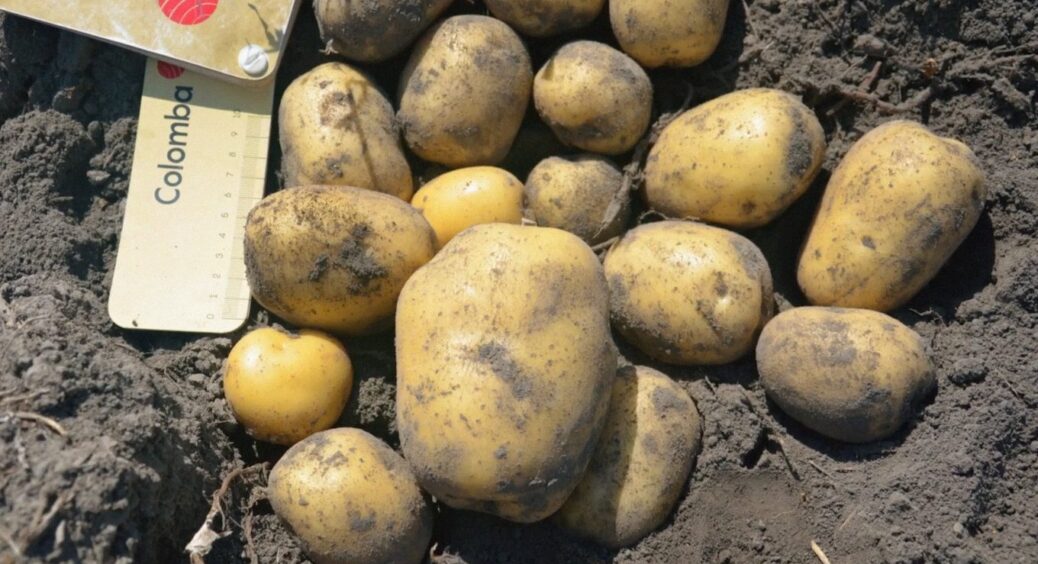Не “Беллароса” і не “Слов’янка”: у 2026-му агрономи обрали інший сорт картоплі №1 